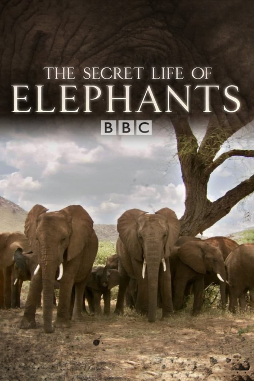 The Secret Life of Elephants